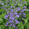 Blue False Indigo Live Plant (Baptisia australis) - Gallon Pot, 2-3 Feet Tall, Outdoor Perennial - Image 1