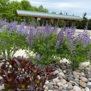 Blue False Indigo Live Plant (Baptisia australis) - Gallon Pot, 2-3 Feet Tall, Outdoor Perennial - Image 2
