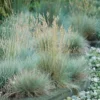 Blue Fescue Grass Live Plant - 2 Pots, Ornamental Hardy Grass, 4-7 Inches Tall, Outdoor - Image 1