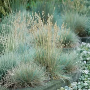 Blue Fescue Grass Live Plant - 2 Pots, Ornamental Hardy Grass, 4-7 Inches Tall, Outdoor - Image 1