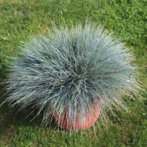 Blue Fescue Grass Live Plant - 2 Pots, Ornamental Hardy Grass, 4-7 Inches Tall, Outdoor - Image 2