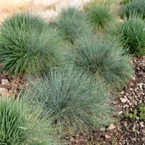 Blue Fescue Grass Live Plant - 2 Pots, Ornamental Hardy Grass, 4-7 Inches Tall, Outdoor - Image 3