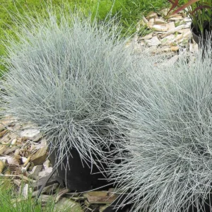 Blue Fescue Grass Live Plant - 2 Pots, Ornamental Hardy Grass, 4-7 Inches Tall, Outdoor - Image 4