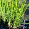 Blue Flag Iris Live Plant - Iris Versicolor - 2.5 in Pot - Wetland Perennial - Image 1