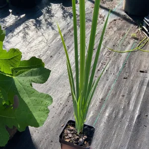 Blue Flag Iris Live Plant - Iris Versicolor - 2.5 in Pot - Wetland Perennial - Image 2