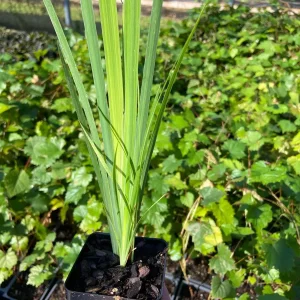 Blue Flag Iris Live Plant - Iris Versicolor - 2.5 in Pot - Wetland Perennial - Image 3