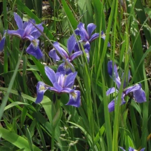 Blue Flag Iris Live Plant - Iris Versicolor - 2.5 in Pot - Wetland Perennial - Image 4