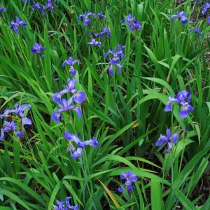 Blue Flag Iris Live Plant - Iris Versicolor - 2.5 in Pot - Wetland Perennial - Image 5