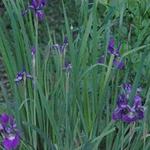 Blue Flag Iris Live Plant - Iris Versicolor - 2.5 in Pot - Wetland Perennial - Image 6