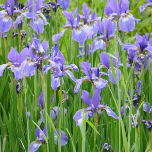 Blue Flag Iris Live Plant - Iris Versicolor - 2.5 in Pot - Wetland Perennial - Image 7