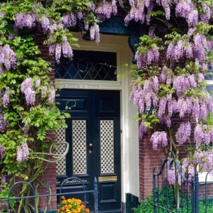 Blue Flowering Wisteria Live Plant – 2.5-inch Pot – Fragrant Climbing Vine for Garden & Patio - Image 10