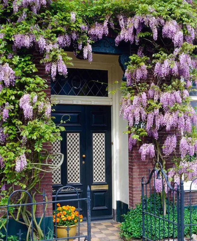 Blue Flowering Wisteria Live Plant – 2.5-inch Pot – Fragrant Climbing Vine for Garden & Patio - Image 10