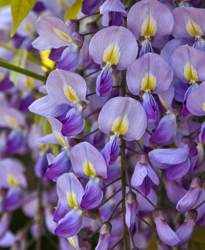 Blue Flowering Wisteria Live Plant – 2.5-inch Pot – Fragrant Climbing Vine for Garden & Patio - Image 2