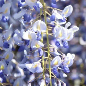 Blue Flowering Wisteria Live Plant – 2.5-inch Pot – Fragrant Climbing Vine for Garden & Patio - Image 3