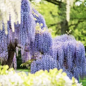 Blue Flowering Wisteria Live Plant – 2.5-inch Pot – Fragrant Climbing Vine for Garden & Patio - Image 4