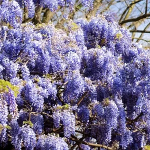 Blue Flowering Wisteria Live Plant – 2.5-inch Pot – Fragrant Climbing Vine for Garden & Patio - Image 5