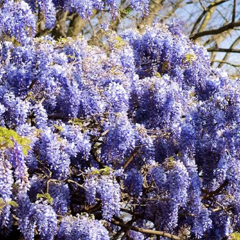 Blue Flowering Wisteria Live Plant – 2.5-inch Pot – Fragrant Climbing Vine for Garden & Patio - Image 5