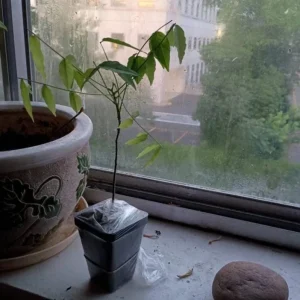 Blue Flowering Wisteria Live Plant – 2.5-inch Pot – Fragrant Climbing Vine for Garden & Patio - Image 6