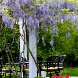 Blue Flowering Wisteria Live Plant – 2.5-inch Pot – Fragrant Climbing Vine for Garden & Patio - Image 7