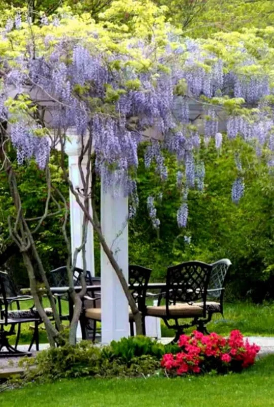 Blue Flowering Wisteria Live Plant – 2.5-inch Pot – Fragrant Climbing Vine for Garden & Patio - Image 7