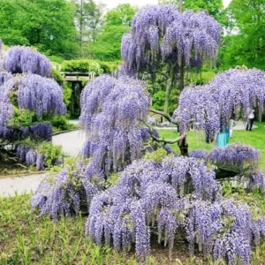 Blue Flowering Wisteria Live Plant – 2.5-inch Pot – Fragrant Climbing Vine for Garden & Patio - Image 8