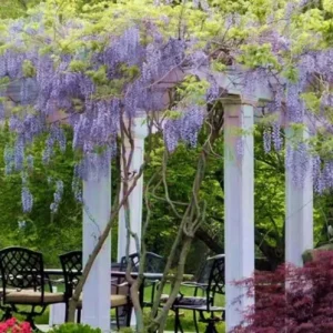 Blue Flowering Wisteria Live Plant – 2.5-inch Pot – Fragrant Climbing Vine for Garden & Patio - Image 9