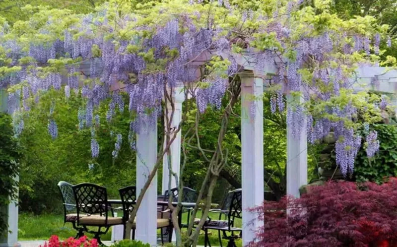 Blue Flowering Wisteria Live Plant – 2.5-inch Pot – Fragrant Climbing Vine for Garden & Patio - Image 9