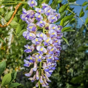 Blue Flowering Wisteria Live Plant – 2.5-inch Pot – Fragrant Climbing Vine for Garden & Patio - Image 1