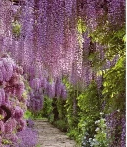 Blue Flowering Wisteria Vine Live Plant – 2.5 inch Pot – 12-18 inches tall – Outdoor - Image 2