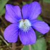 Blue Garden Violet Live Plant (Viola papilionacea) - Bare-root Rhizomes - Image 1