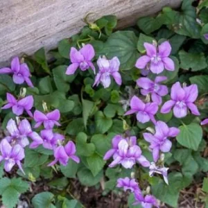 Blue Garden Violet Live Plant (Viola papilionacea) - Bare-root Rhizomes - Image 2