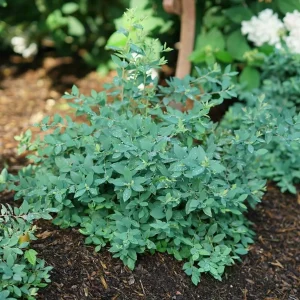 Blue Highbush Blueberry Live Plant - Vaccinium corymbosum - 4