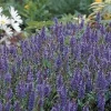 Blue Hill Salvia Perennial Live Plant – Long Bloomer – Quart Pot – Outdoor - Image 1