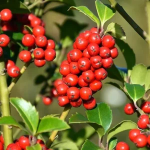 Blue Holly Shrub Live Plant - Ilex - 4 inch Pot - Outdoor Evergreen - Image 1