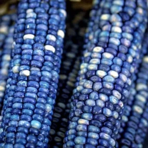 Blue Hopi Corn Seeds - 1 Lb Organic Non-GMO Heirloom Sweet & Flour Corn - Image 5