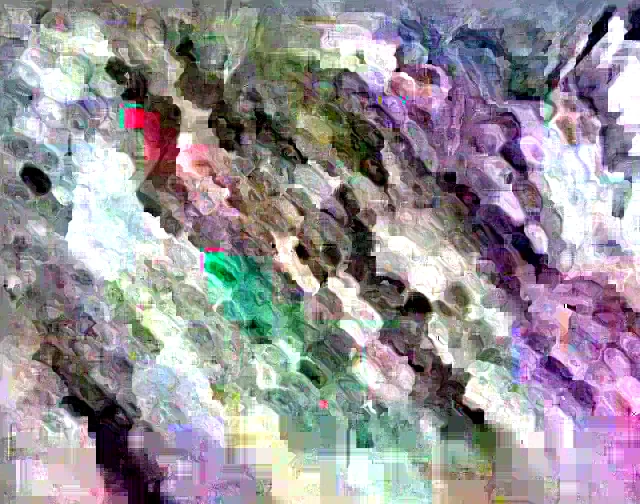 Blue Hopi Indian Flint Flour Corn Seeds 200 Count Organic Heirloom Garden - Image 2