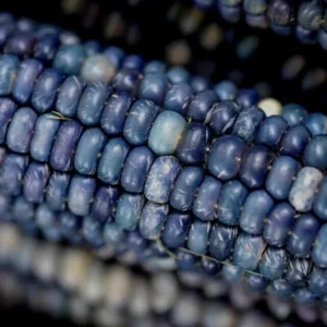 Blue Hopi Indian Flint Flour Corn Seeds 200 Count Organic Heirloom Garden - Image 4