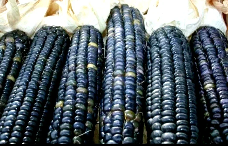 Blue Hopi Indian Flint Flour Corn Seeds 200 Count Organic Heirloom Garden - Image 6