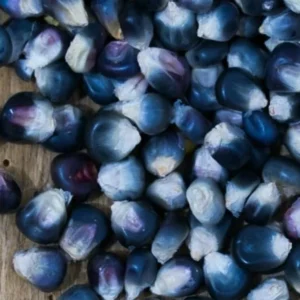 Blue Hopi Indian Heirloom Organic Corn Seeds - 1/2 LB for Garden Planting - Image 2