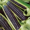 Blue Hopi Sweet Flour Corn Seeds - 1 Lb Organic Heirloom Non-GMO - Image 1
