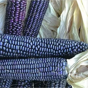 Blue Hopi Sweet Flour Corn Seeds - 1 Lb Organic Heirloom Non-GMO - Image 2