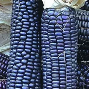 Blue Hopi Sweet Flour Corn Seeds - 1 Lb Organic Heirloom Non-GMO - Image 5