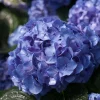 Blue Jangles Reblooming Hydrangea Live Plant – 4 inch Pot – Outdoor Shrub - Image 1