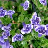 Blue Moneywort Live Plant - Lindernia grandiflora - 2.5" Pot - Terrarium/Fairy Garden/Houseplant - Image 1