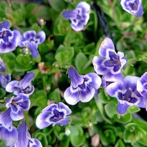 Blue Moneywort Live Plant - Lindernia grandiflora - 2.5