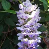 Blue Moon Wisteria Vine Live Plant - Fragrant Blooms - 4 Inch Pot - Outdoor - Image 1