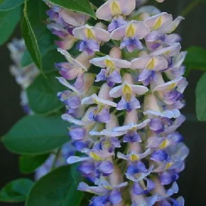 Blue Moon Wisteria Vine Live Plant - Fragrant Blooms - 4 Inch Pot - Outdoor - Image 3