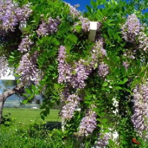 Blue Moon Wisteria Vine Live Plant - Fragrant Blooms - 4 Inch Pot - Outdoor - Image 5