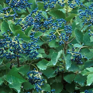 Blue Muffin Arrowwood Viburnum Shrub - Live Plant - 4 inch Pot - Outdoor - Image 1
