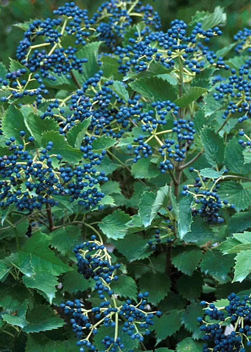 Blue Muffin Arrowwood Viburnum Shrub - Live Plant - 4 inch Pot - Outdoor - Image 1